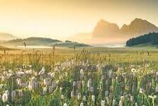 足球比分准确吗-足球比分,精准背后的复杂生态与真相探寻
